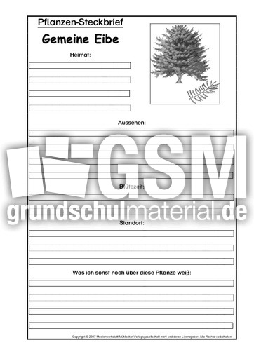 Pflanzensteckbrief-gem-Eibe-SW.pdf